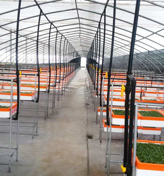 芽苗菜生產(chǎn)及培訓(xùn)02